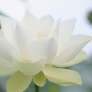 Shukra (Venus) Shanti Puja Online | Vedic Remedy for Love, Marriage & Harmony