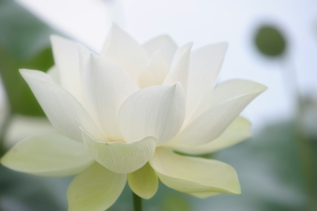 White lotus flower in full bloom