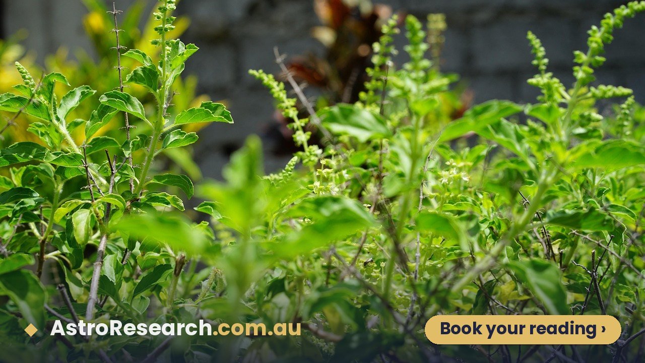Healthy tulsi (holy basil) plant growing in sunlight, the plant Vastu places in the North-East, North or East of the home
