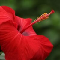 Manglik Dosha Remedies: What Actually Helps (and What’s Myth)
