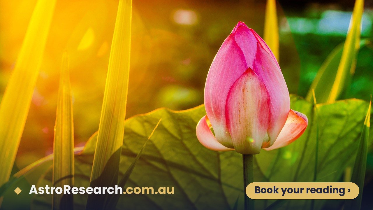 Pink lotus flower in full bloom on a sunlit pond, a symbol of the beauty and refinement linked with Venus Mahadasha