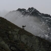 Makara (Capricorn) Rashi and Lagna in Vedic Astrology: 10 Defining Traits